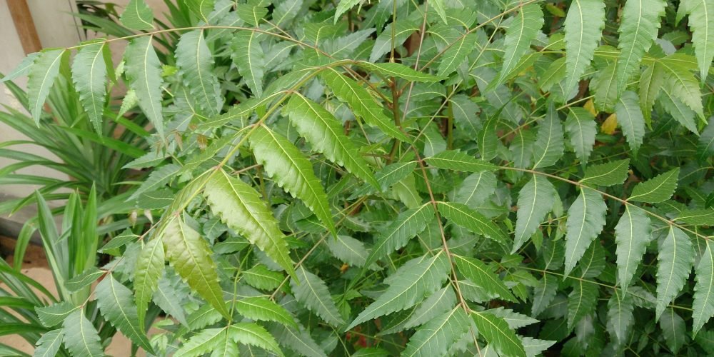 NEEM – (Azadirachta indica)