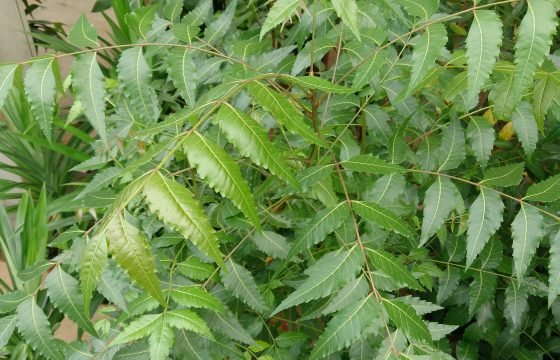 NEEM – (Azadirachta indica)
