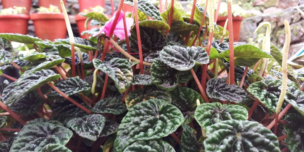 Bhutan Fostering growth of social businesses